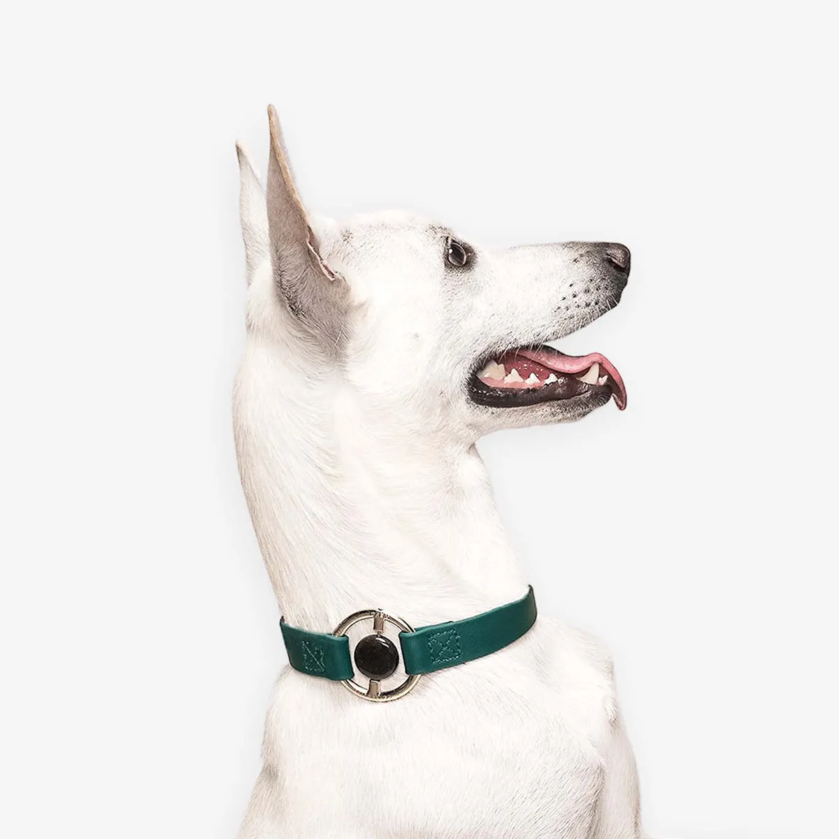 All Eyes On Me Dog Collar Jungle Green/Black Obsidian