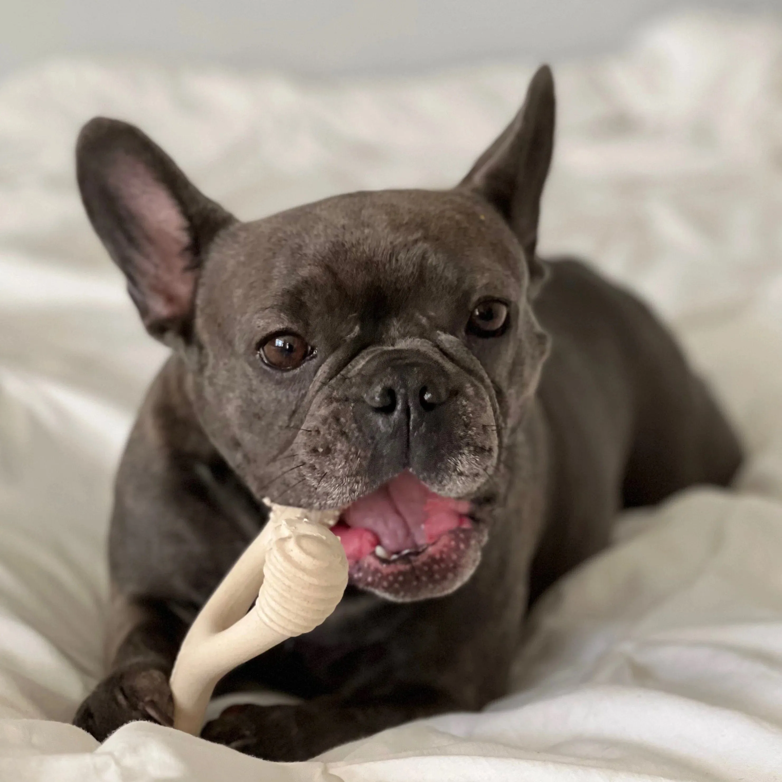 All Natural Dog Bone - Eco Friendly Dog Toy - Non-Splintering, Nylon Free