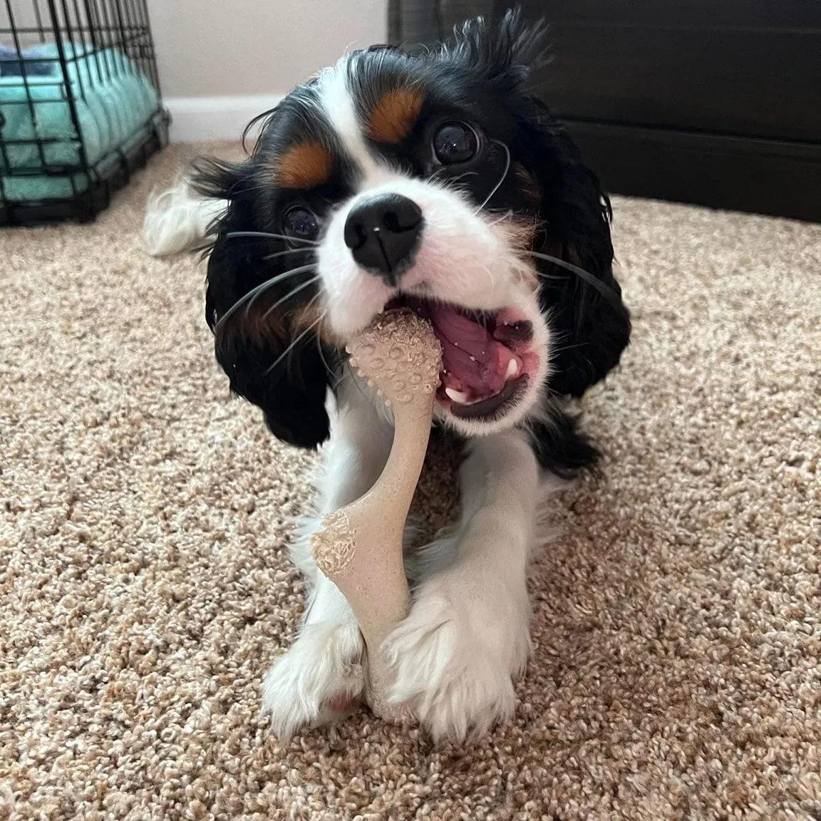 All Natural Dog Bone - Eco Friendly Dog Toy - Non-Splintering, Nylon Free