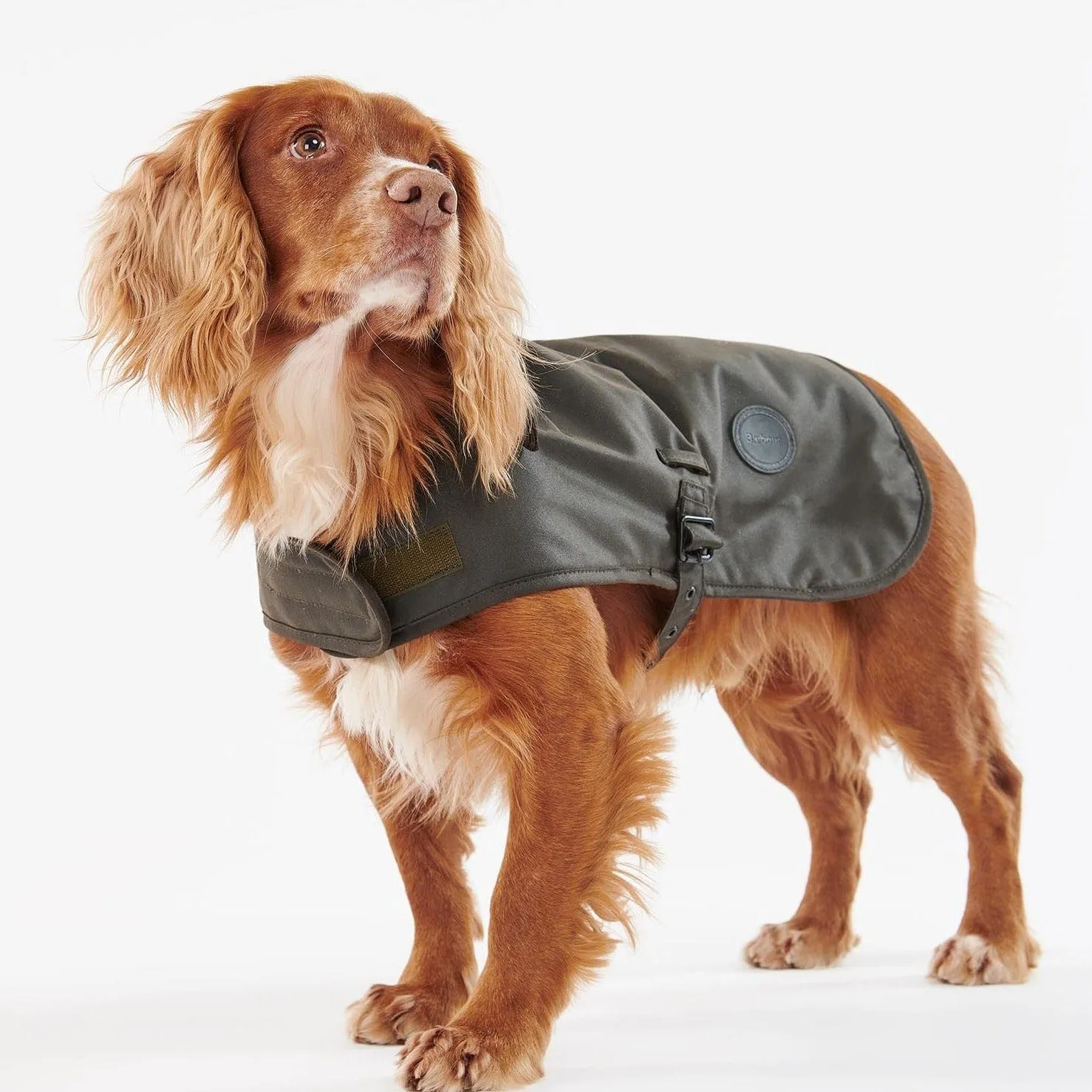 Barbour Small Shiny Wax Dog Coat In Olive