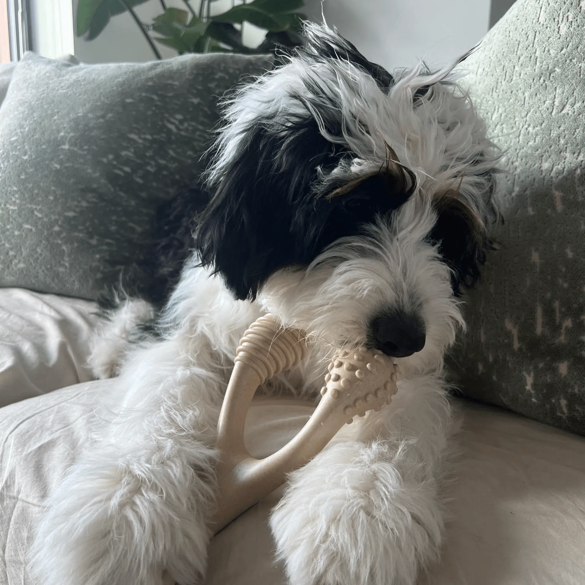 BetterBone TOUGH | Durable All-Natural, Food-Grade, Eco-Friendly, Dental Cleaning Chew for Aggressive Chewer Dogs & Puppies by The Better Bone Natural Dog Bone