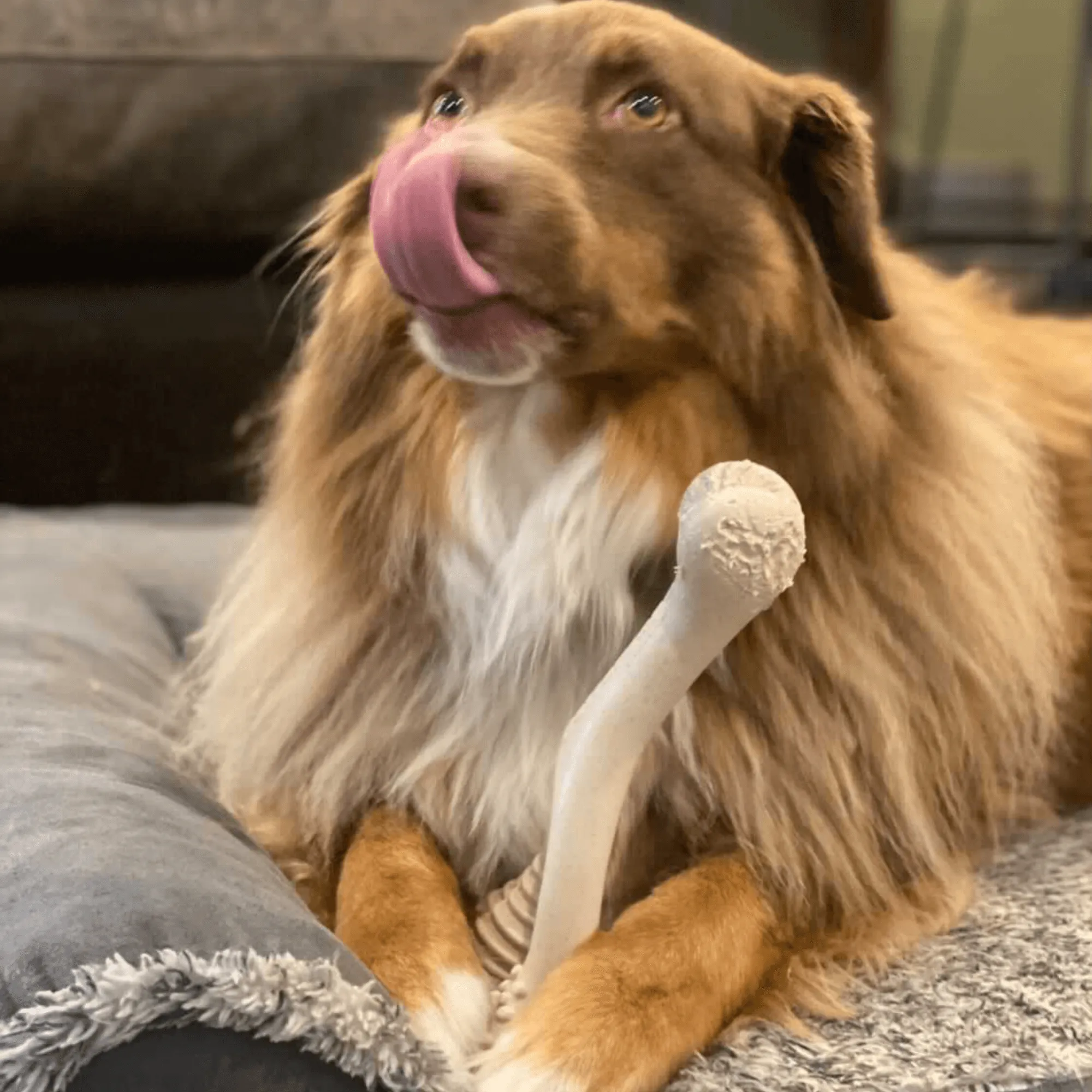 BetterBone TOUGH | Durable All-Natural, Food-Grade, Eco-Friendly, Dental Cleaning Chew for Aggressive Chewer Dogs & Puppies by The Better Bone Natural Dog Bone
