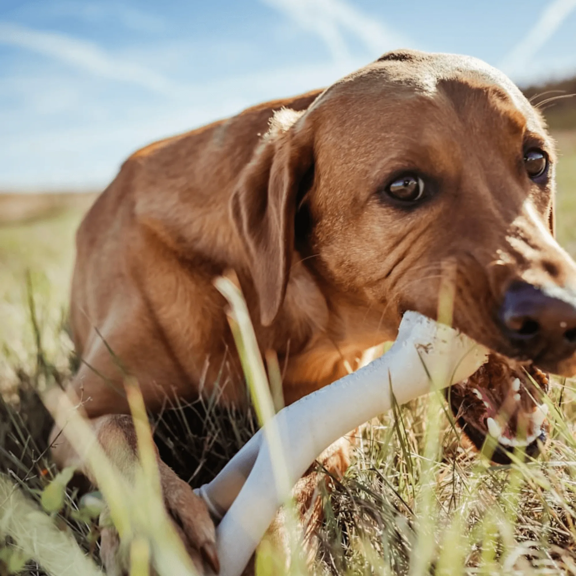 BetterBone TOUGH | Durable All-Natural, Food-Grade, Eco-Friendly, Dental Cleaning Chew for Aggressive Chewer Dogs & Puppies by The Better Bone Natural Dog Bone