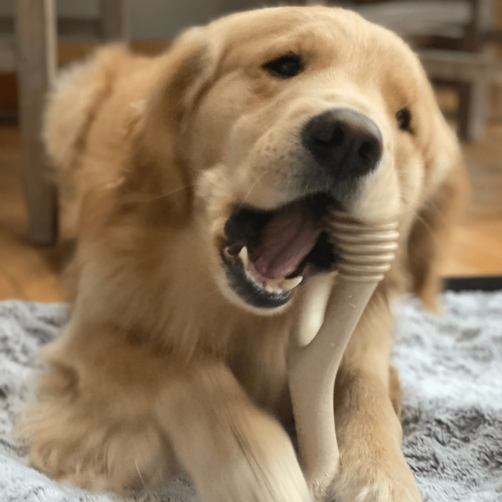 BetterBone TOUGH | Durable All-Natural, Food-Grade, Eco-Friendly, Dental Cleaning Chew for Aggressive Chewer Dogs & Puppies by The Better Bone Natural Dog Bone