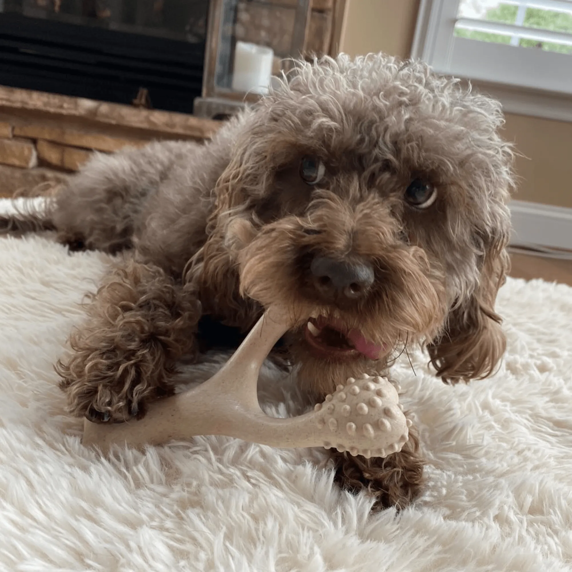 BetterBone TOUGH | Durable All-Natural, Food-Grade, Eco-Friendly, Dental Cleaning Chew for Aggressive Chewer Dogs & Puppies by The Better Bone Natural Dog Bone