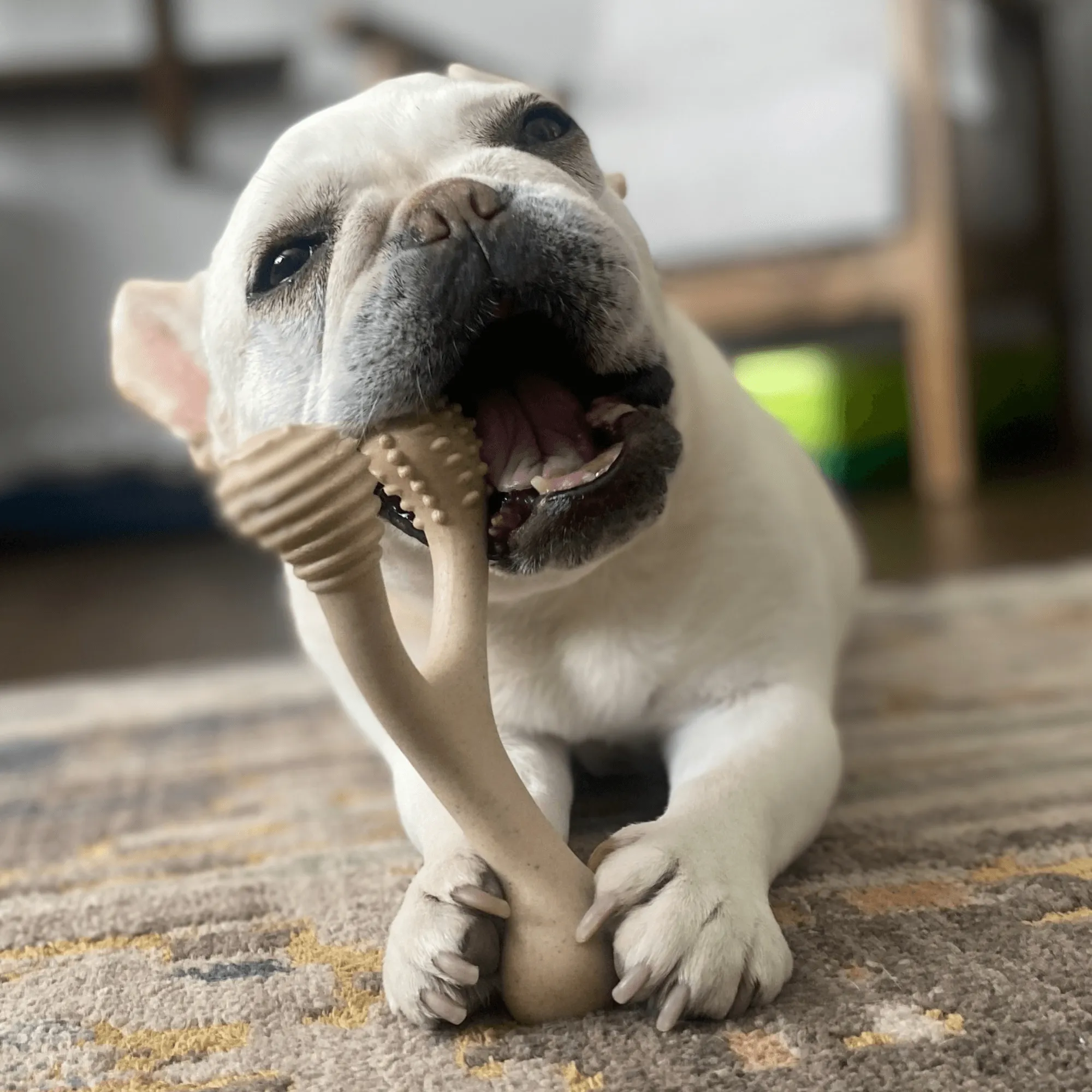 BetterBone TOUGH | Durable All-Natural, Food-Grade, Eco-Friendly, Dental Cleaning Chew for Aggressive Chewer Dogs & Puppies by The Better Bone Natural Dog Bone