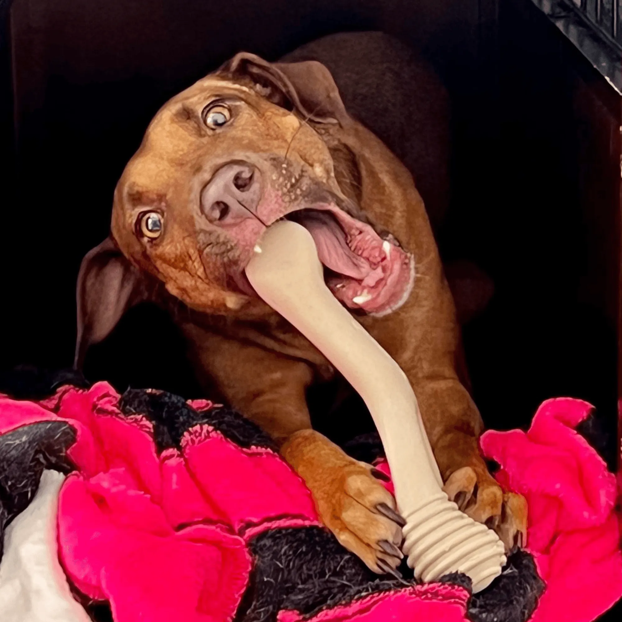 BetterBone TOUGH | Durable All-Natural, Food-Grade, Eco-Friendly, Dental Cleaning Chew for Aggressive Chewer Dogs & Puppies by The Better Bone Natural Dog Bone