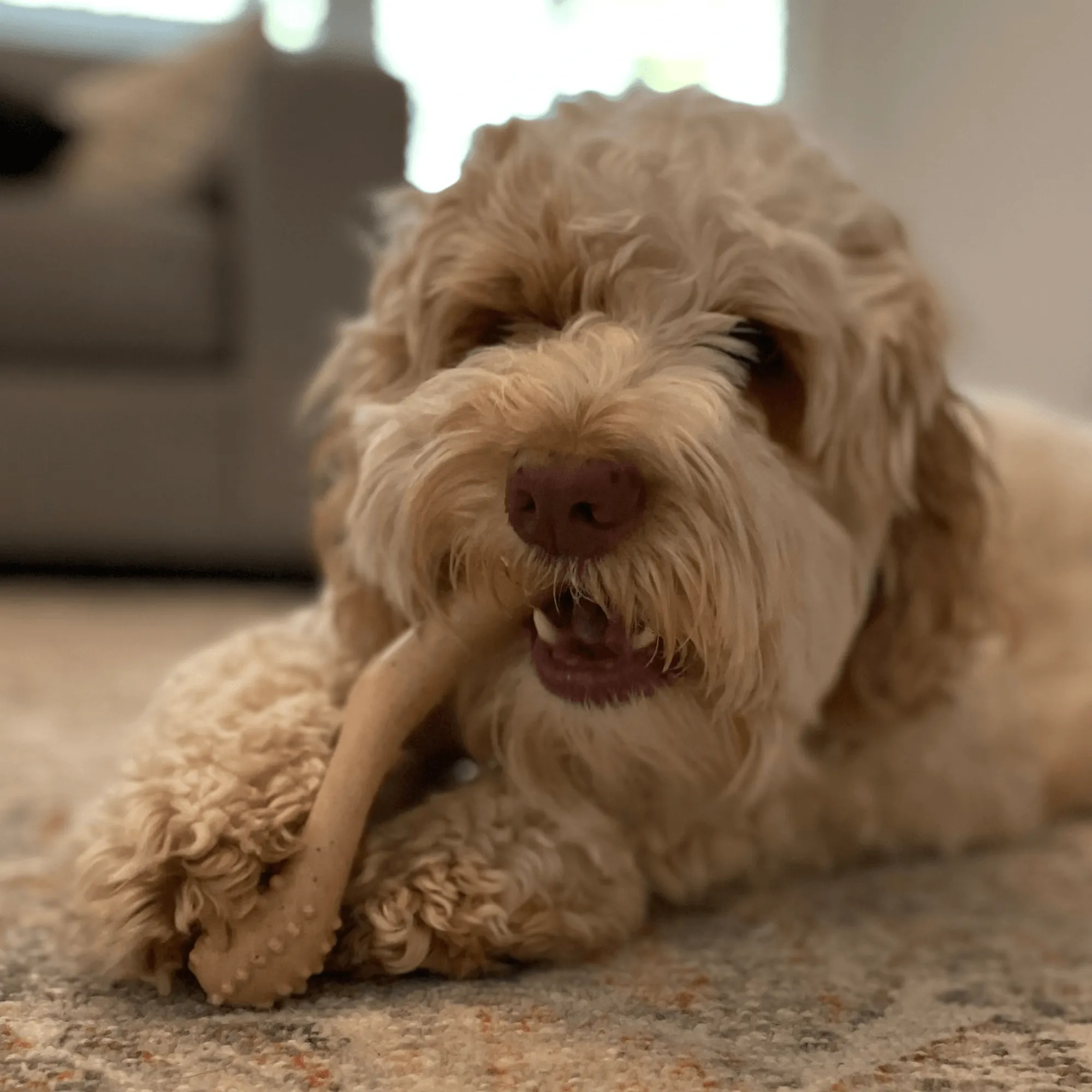 BetterBone TOUGH | Durable All-Natural, Food-Grade, Eco-Friendly, Dental Cleaning Chew for Aggressive Chewer Dogs & Puppies by The Better Bone Natural Dog Bone