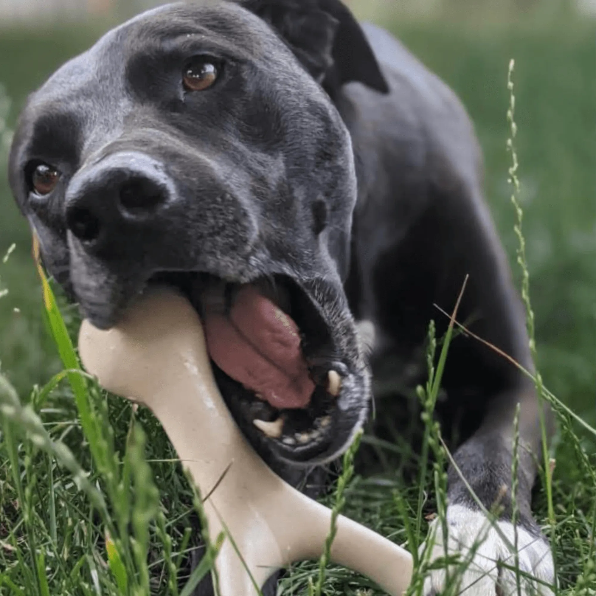BetterBone TOUGH | Durable All-Natural, Food-Grade, Eco-Friendly, Dental Cleaning Chew for Aggressive Chewer Dogs & Puppies by The Better Bone Natural Dog Bone