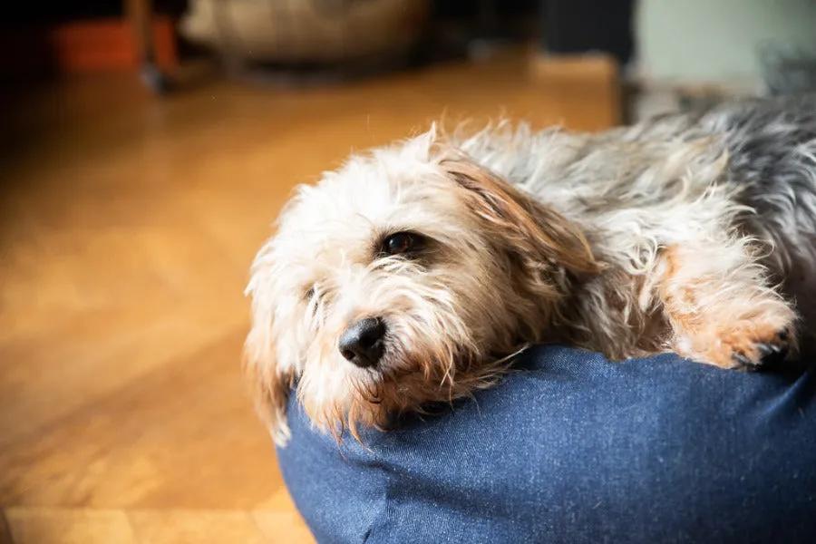 Denim Dog Bed