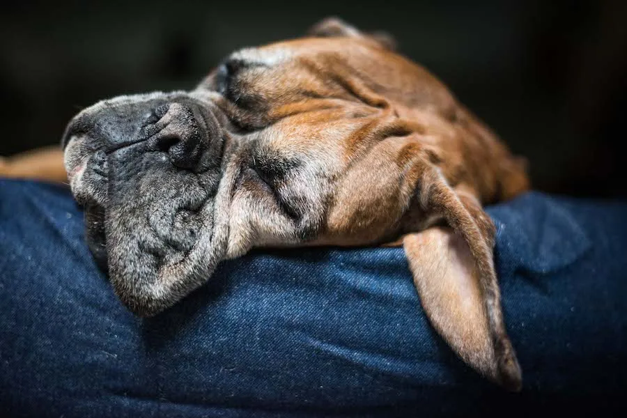 Denim Dog Bed