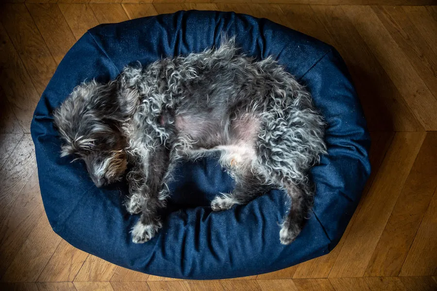 Denim Dog Bed