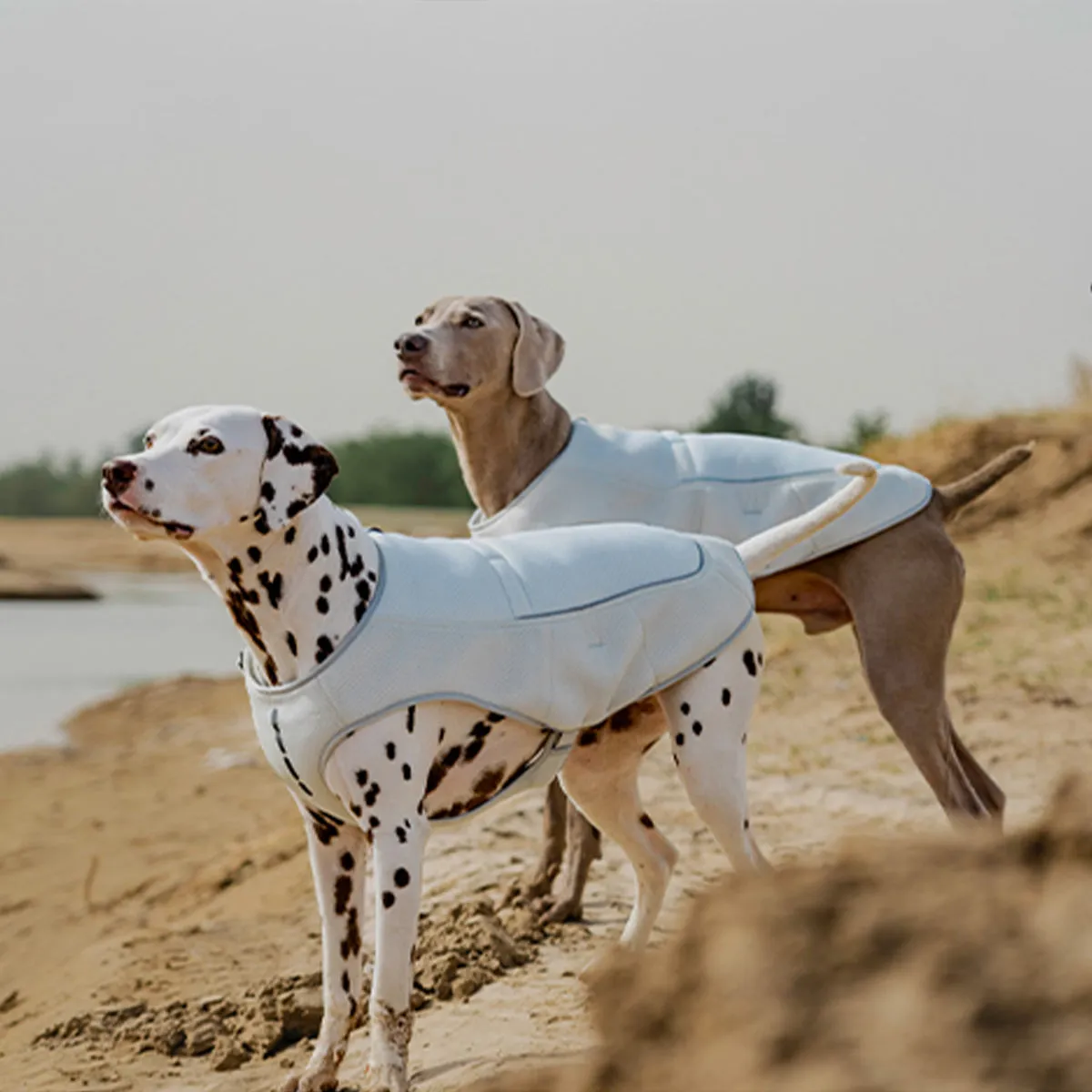 Evaporative Dog Cooling Vest