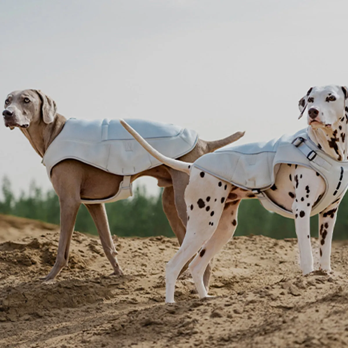 Evaporative Dog Cooling Vest