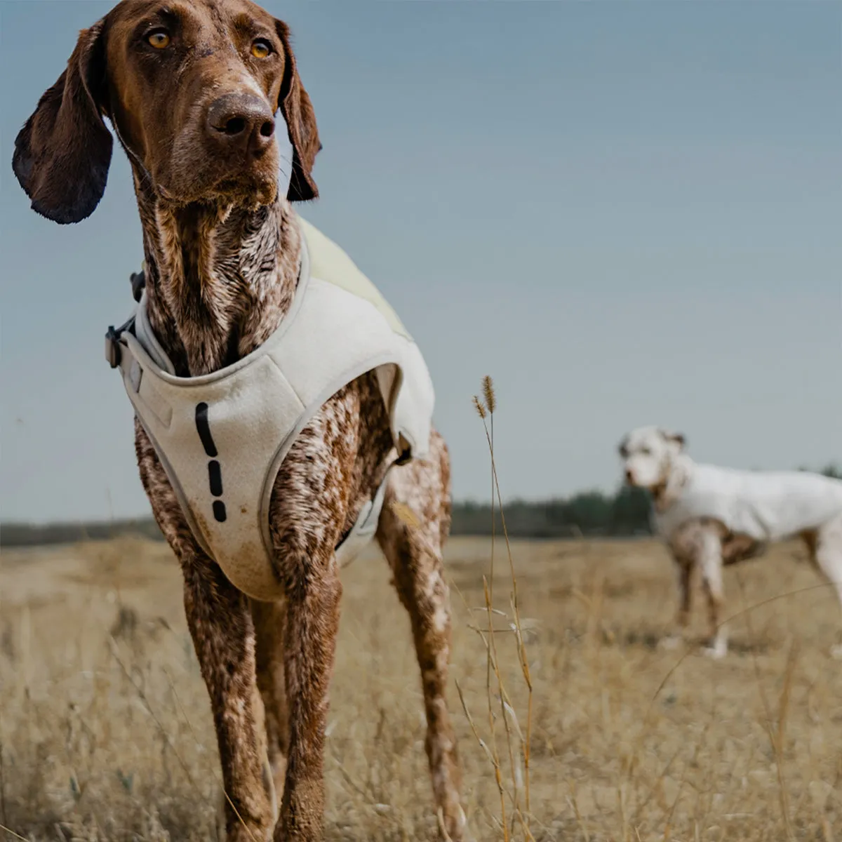 Evaporative Dog Cooling Vest