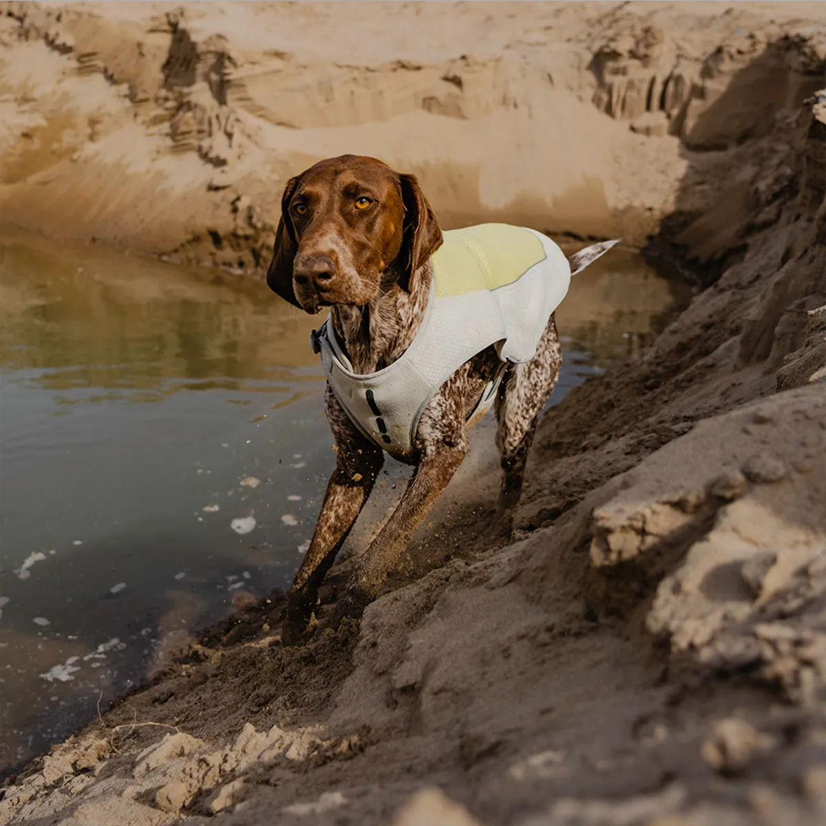 Evaporative Dog Cooling Vest