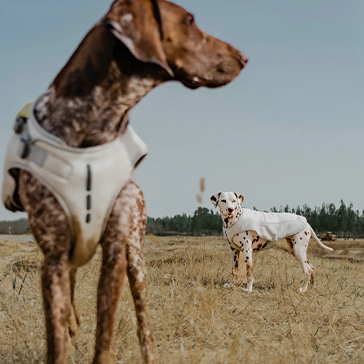 Evaporative Dog Cooling Vest