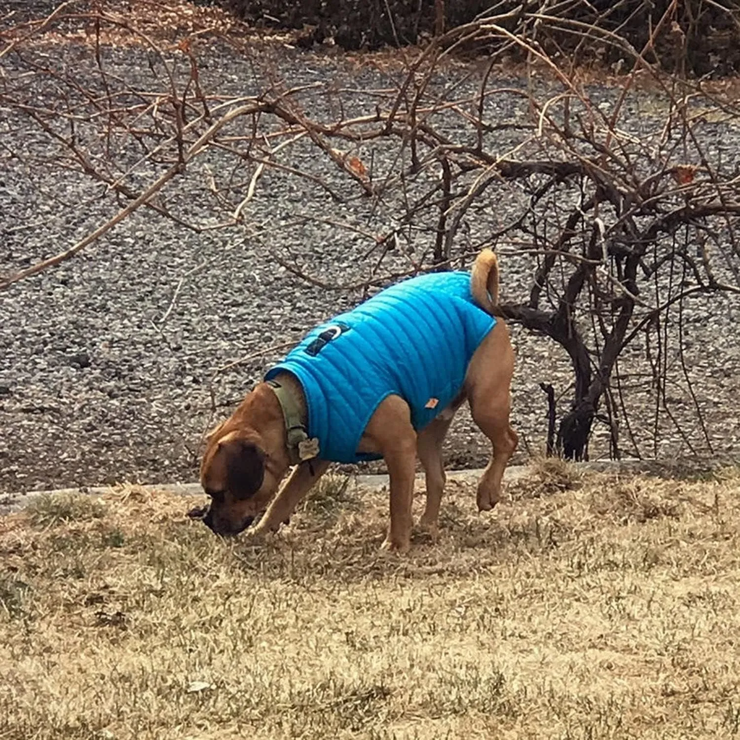 Gooby Puffer Vest Dog Jacket - Blue, X-Large - Ultra Thin Zip Up Wind Breaker with Dual D Ring Leash - Water Resistant Small Dog Sweater Coat - Dog Clothes for Small Dogs Boy or Medium Dogs