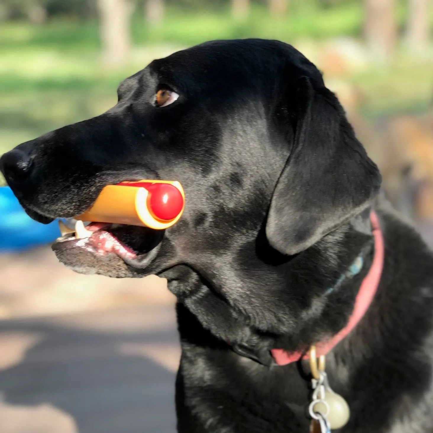 Hot Dog Chew Toy for Dogs