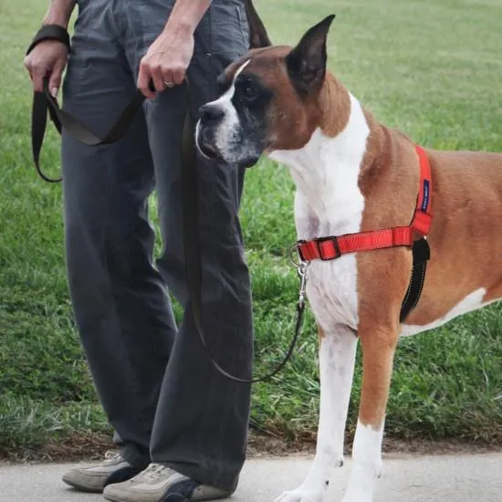 PetSafe Deluxe Easy Walk Rose Red & Black Dog Harness (Small/Medium)