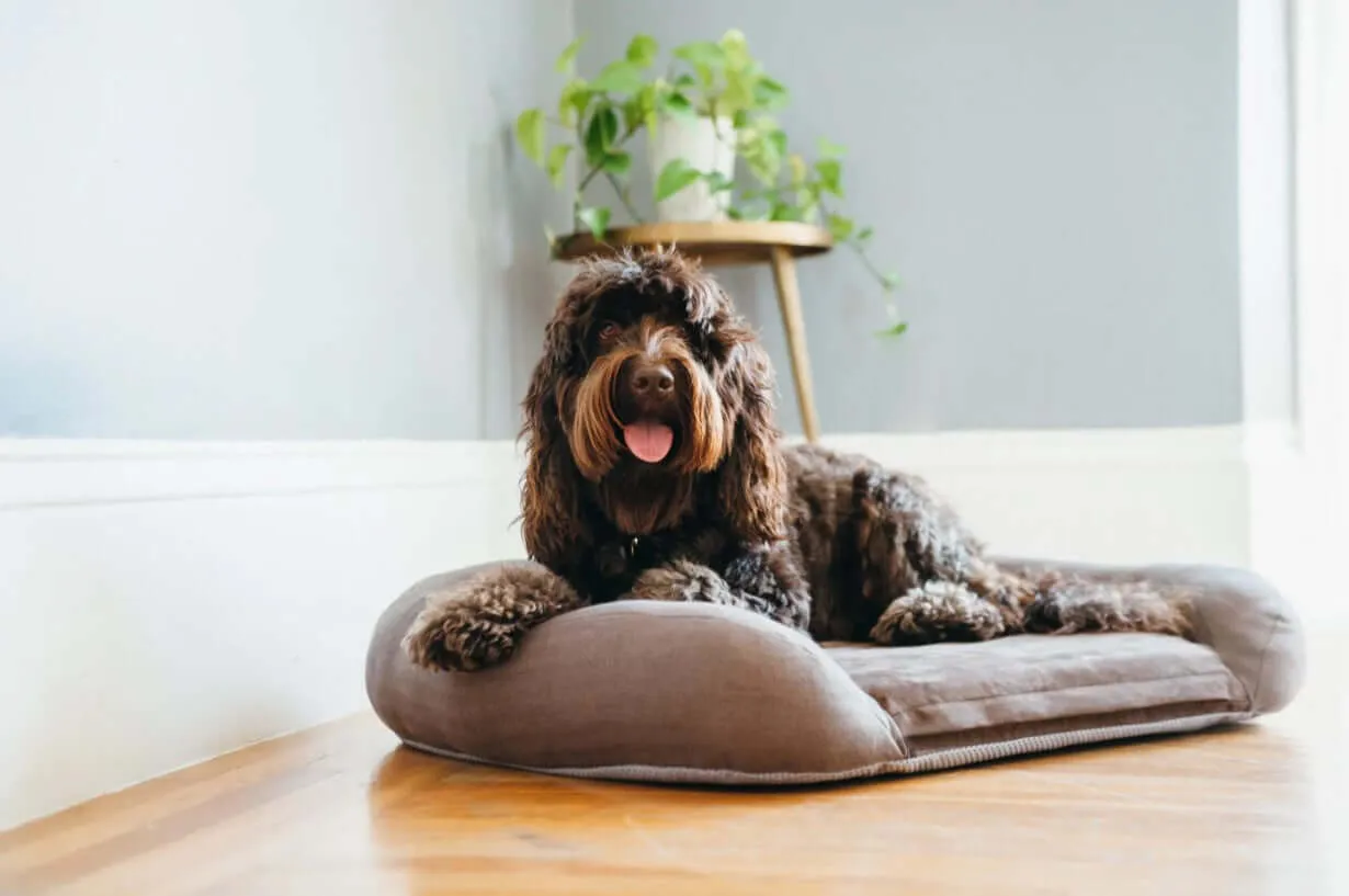 P.L.A.Y. California Dreaming Memory Foam Lounger Bed