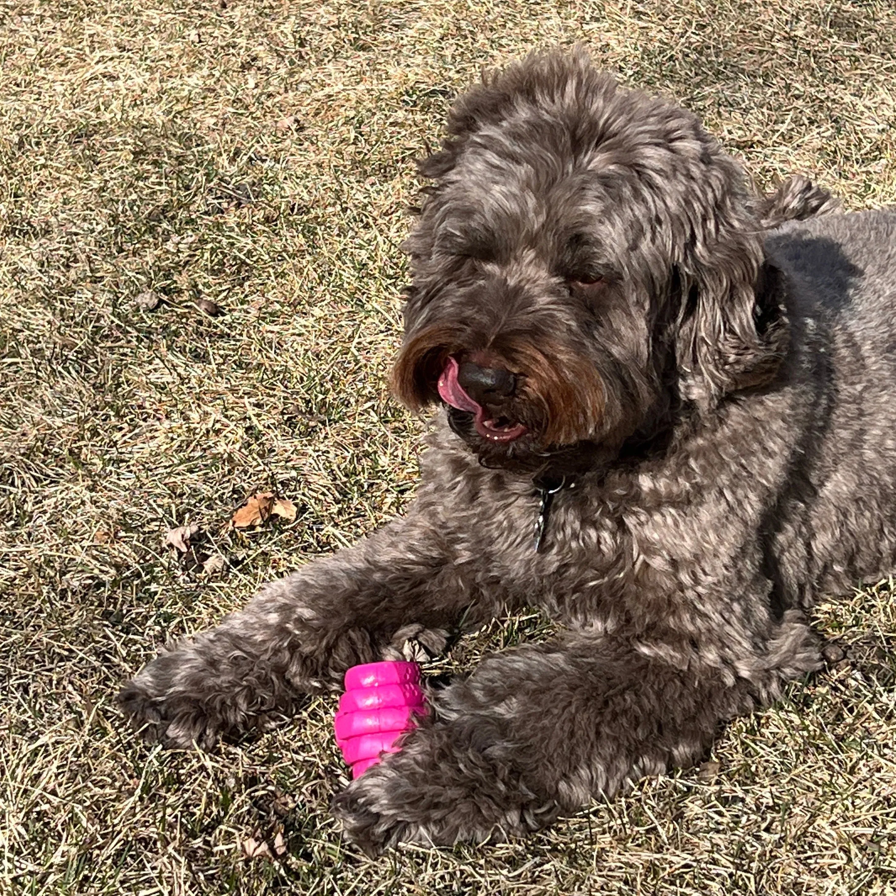 Scented Small Hive Treat Dispenser & Enrichment Toy for Dogs