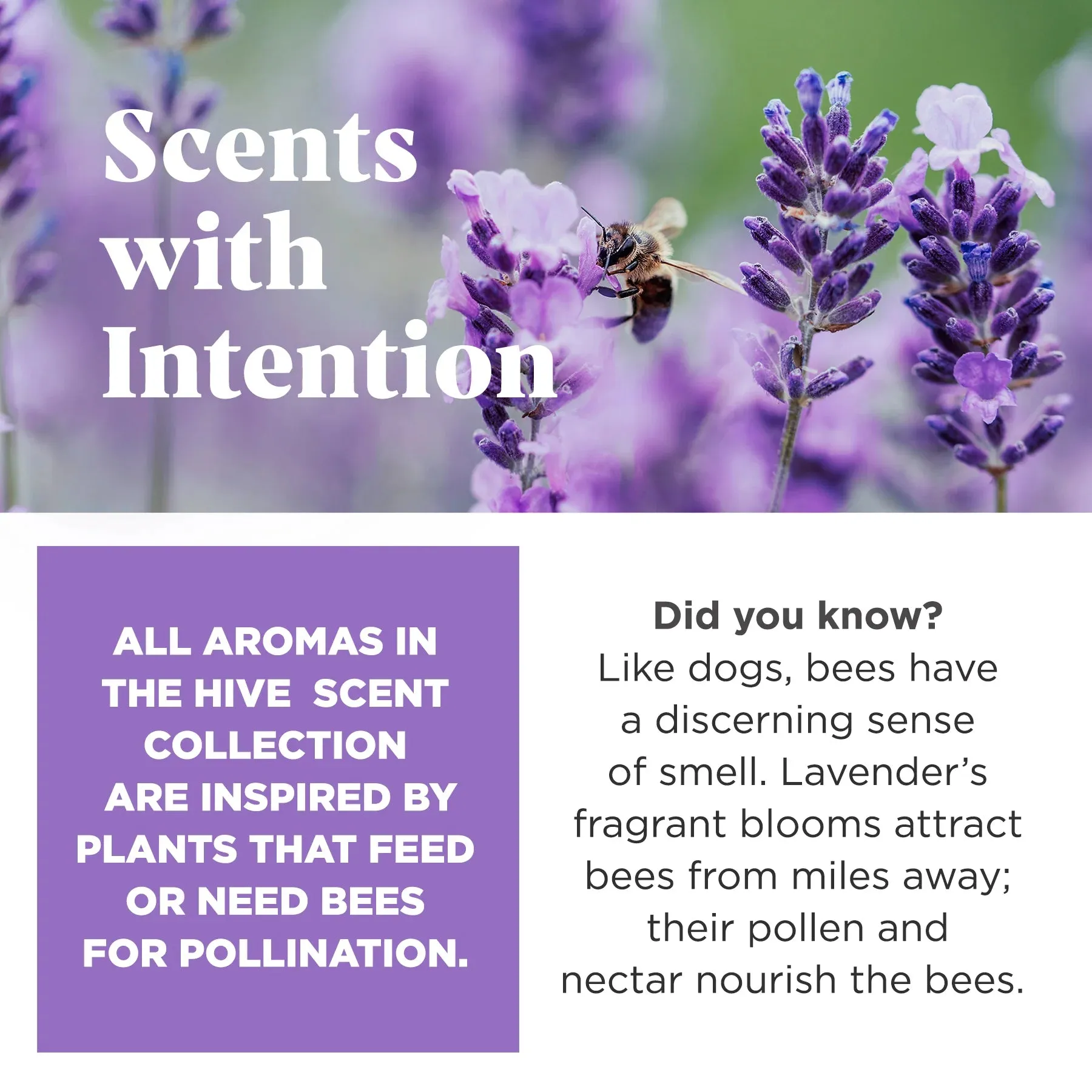 Scented Small Hive Treat Dispenser & Enrichment Toy for Dogs