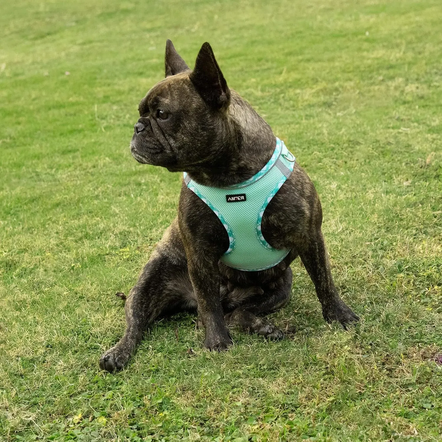 Small Dog Harness with Leash Set, No Escape Easy Walk Puppy Harnesses for Training Walking, Step-In Reflective Soft Dogs Vest for XS S Medium Extra-Small Large Sized Dog(Green,S)