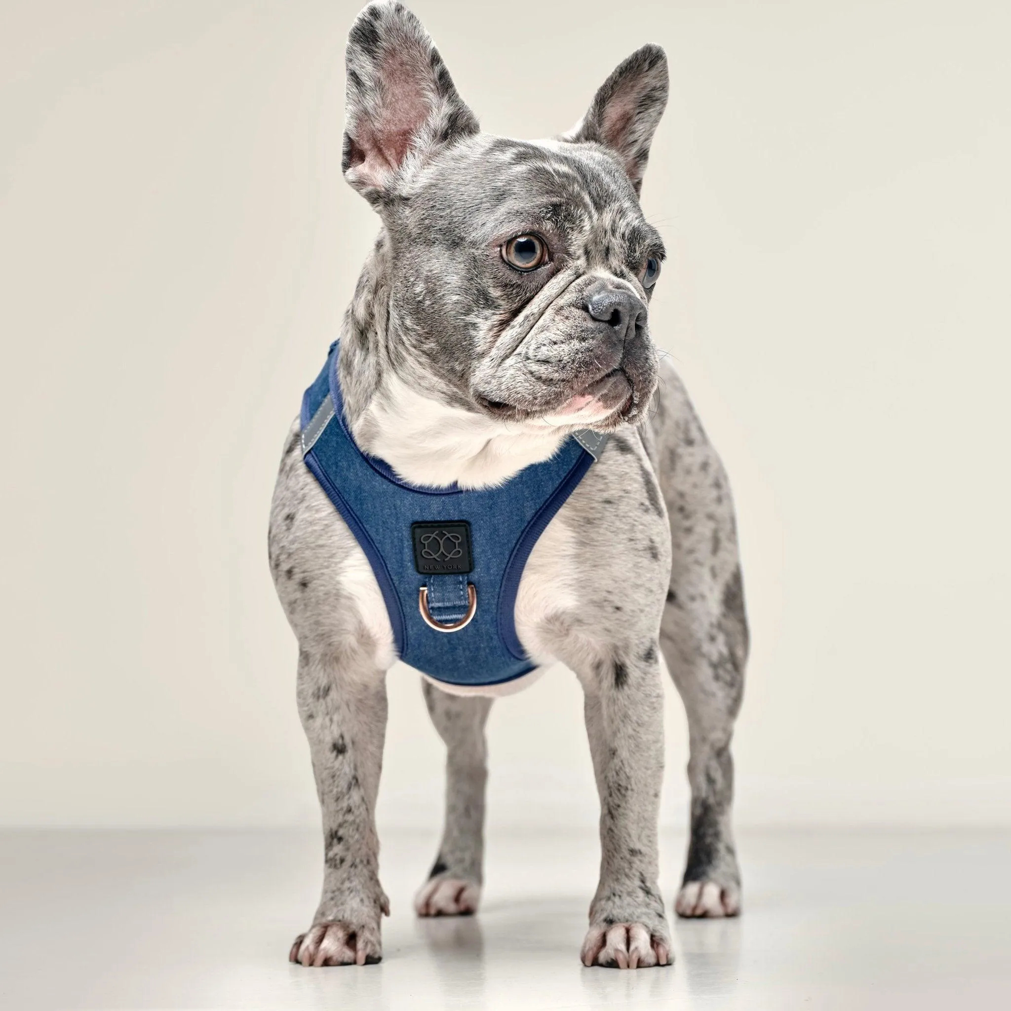 SoHo Dog Walking Set - Denim