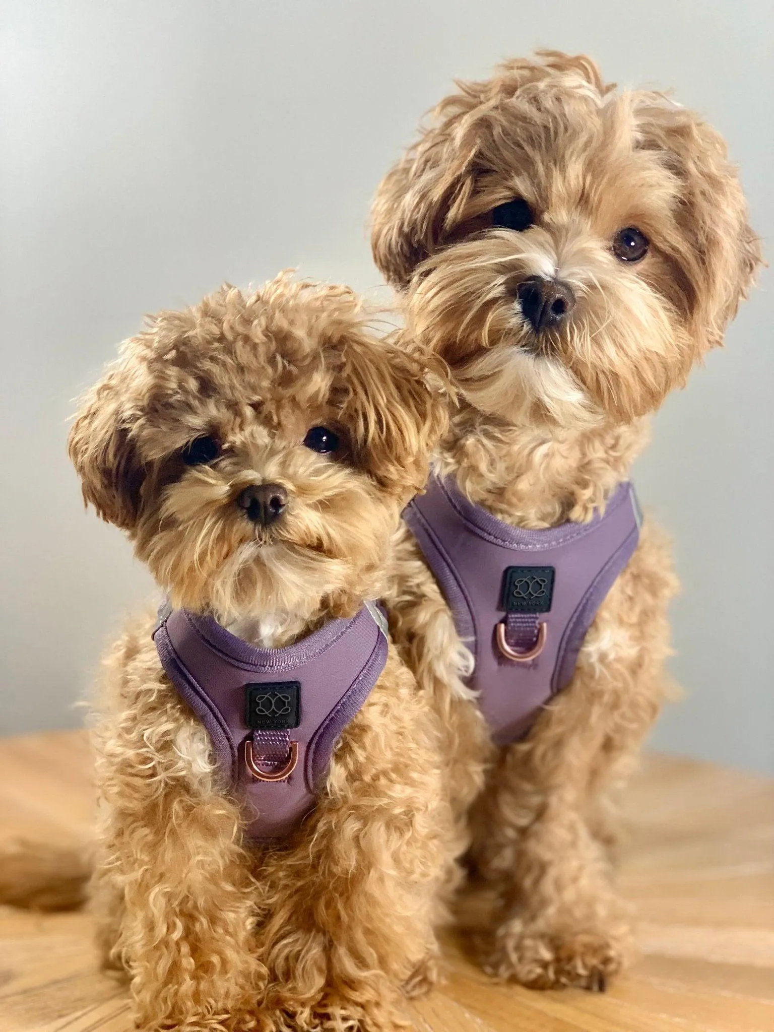 SoHo Dog Walking Set - Lilac Gray